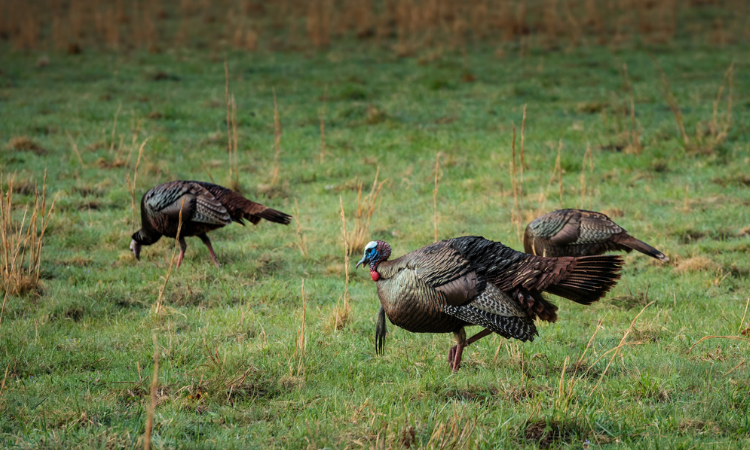 750x450 turkeys (1)